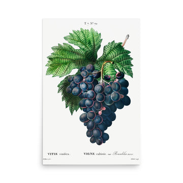 Vitis by Pierre Joseph Redoute- Premium Poster