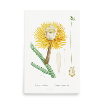 Cactus Grandiflorus by Pierre Joseph Redoute- Premium Poster