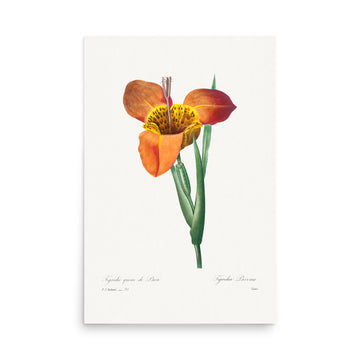 Mexican Shell by Pierre Joseph Redoute- Premium Poster