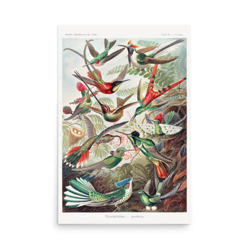 Trochilidae–Kolibris by Ernst Haeckel- Premium Poster
