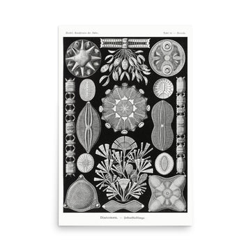 Diatomea–Schachtellinge by Ernst Haeckel- Premium Poster