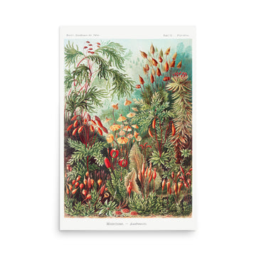 Muscinae–Laubmoose by Ernst Haeckel- Premium Poster