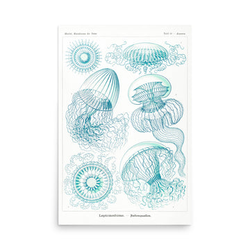 Leptomedusae–Faltenquallen by Ernst Haeckel- Premium Poster