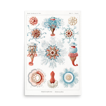 Siphonophorae–Staatsquallen by Ernst Haeckel- Premium Poster