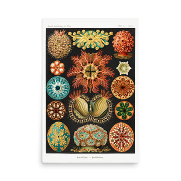 Ascidia mentula-Stumpen-Seescheide by Ernst Haeckel- Premium Poster