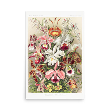 Orchideae- Denusblumen by Ernst Haeckel- Premium Poster