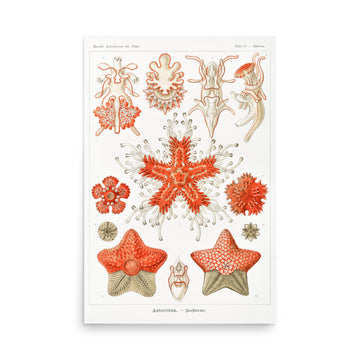 Asteridea–Seesterne by Ernst Haeckel- Premium Poster