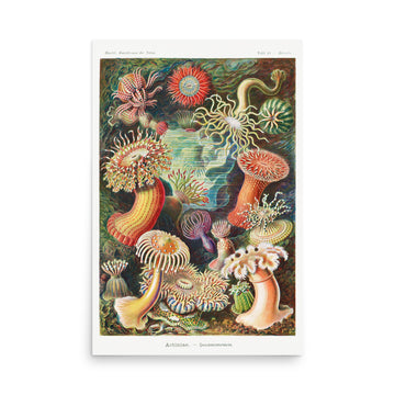 Actiniae–Seeanemonen by Ernst Haeckel- Premium Poster