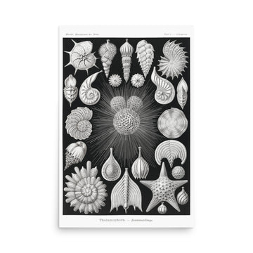 Thalamophora–Kammerlinge by Ernst Haeckel- Premium Poster