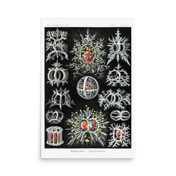 Stephoidea–Ringelstrahlinge by Ernst Haeckel- Premium Poster