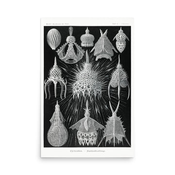 Crytoidea–Flaschenstrahlinge by Ernst Haeckel- Premium Poster