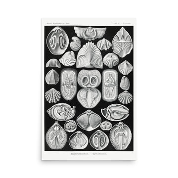 Spirobranchia–Spiralkiemer by Ernst Haeckel- Premium Poster