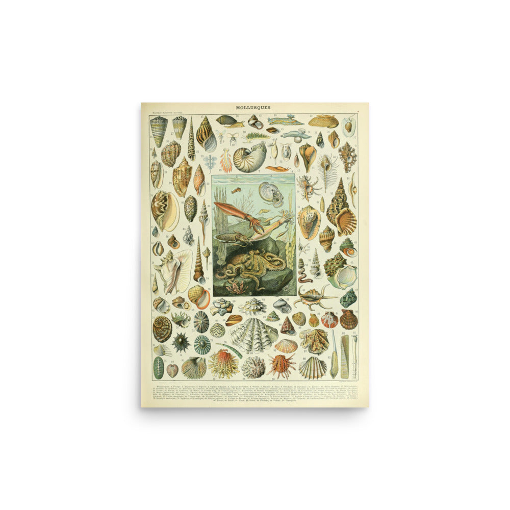 Mollusques by Adolphe Millot- Premium Poster