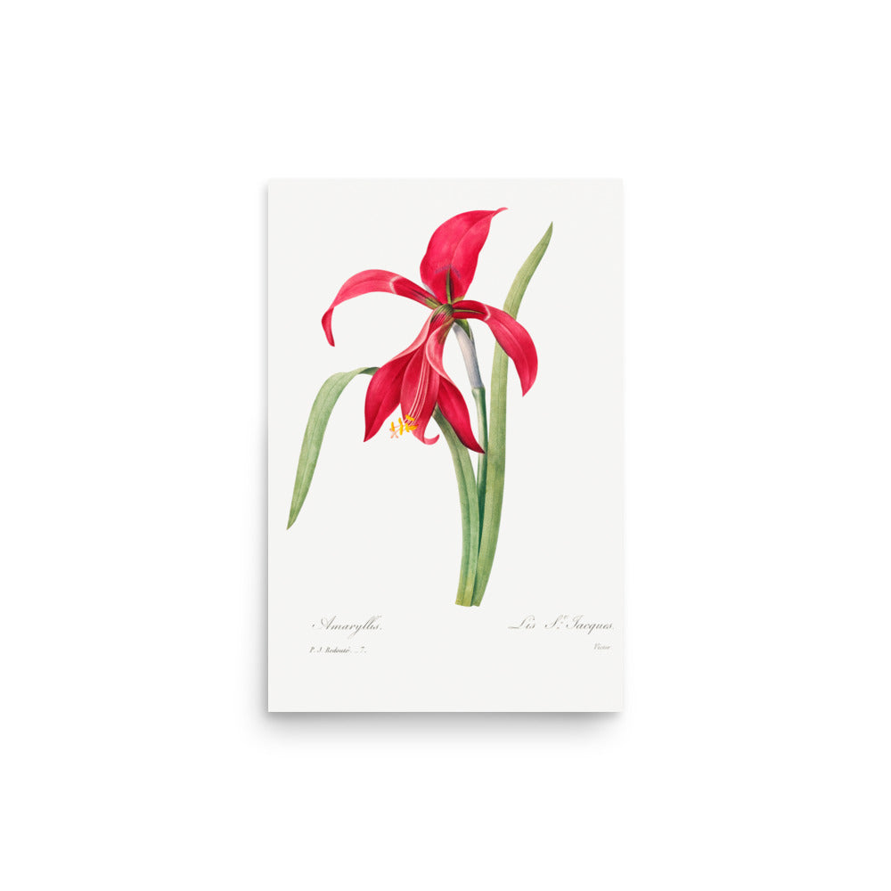 Amarylles by Pierre Joseph Redoute- Premium Poster