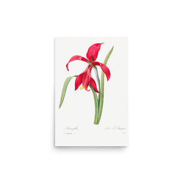 Amarylles by Pierre Joseph Redoute- Premium Poster