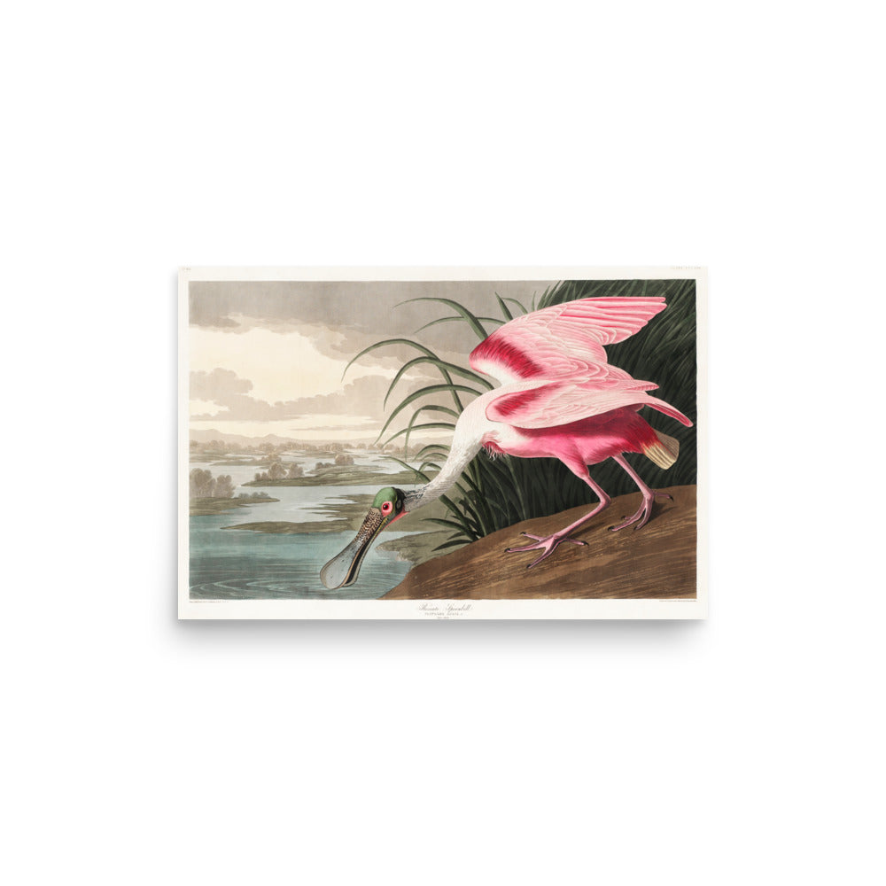 Roseate Spoonbill by William Home Lizars- Premium Poster