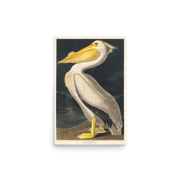 American White Pelican by William Home Lizars- Premium Poster