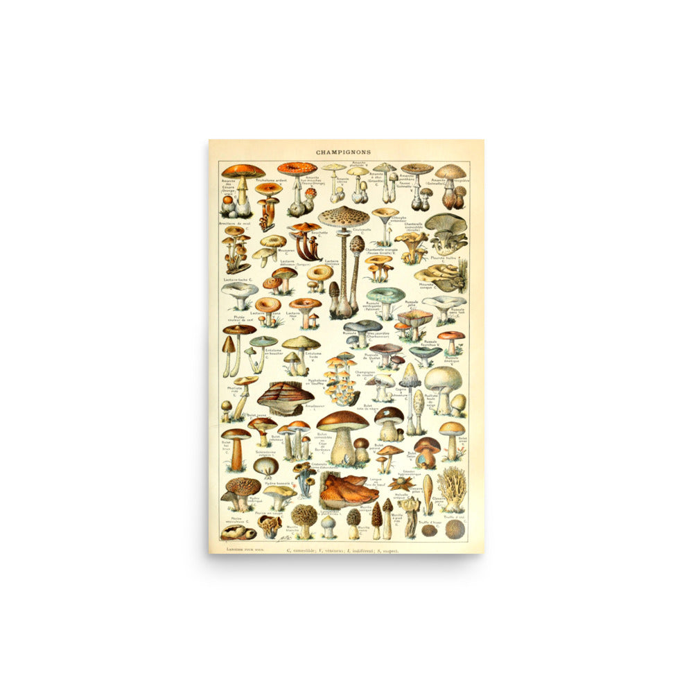 Champignons by Adolphe Millot- Premium Poster