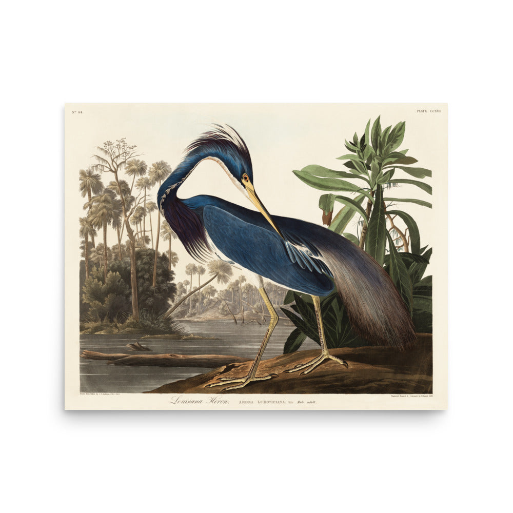 Louisiana Heron by William Home Lizars- Premium Poster
