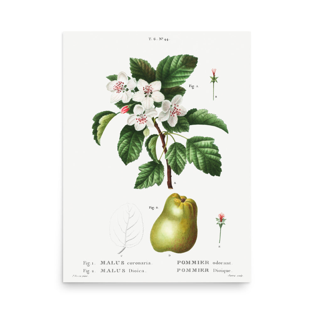 Malus Coronaria by Pierre Joseph Redoute- Premium Poster