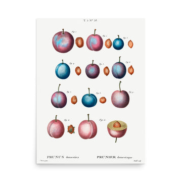 Prunus Domestica by Pierre Joseph Redoute- Premium Poster