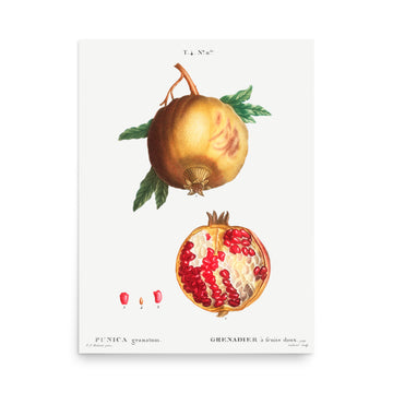 Punica by Pierre Joseph Redoute- Premium Poster
