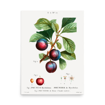 Prunus Myroplana by Pierre Joseph Redoute- Premium Poster