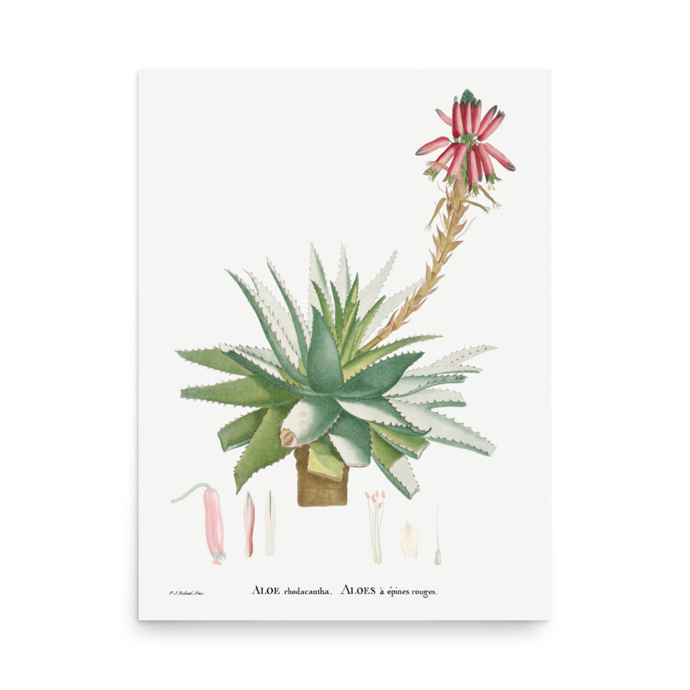 Aloe 2 by Pierre Joseph Redoute- Premium Poster
