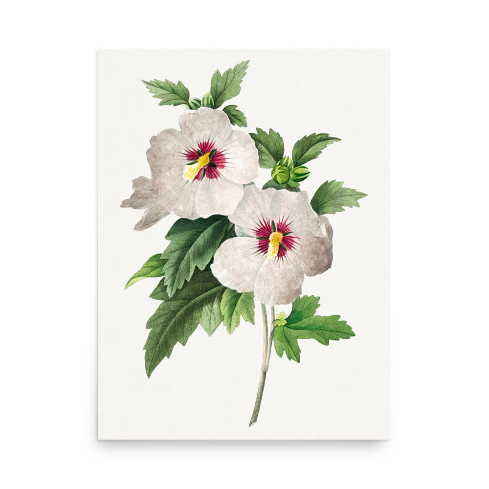 Hibiscus by Pierre Joseph Redoute- Premium Poster