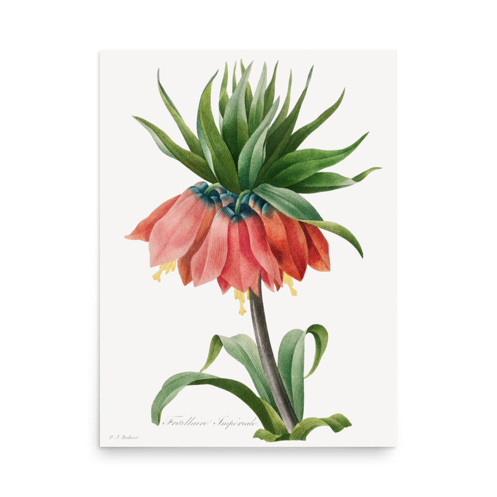 Crown Imperial Fritillary by Pierre Joseph Redoute- Premium Poster