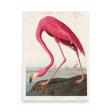 Pink Flamingo  by Robert Havell - Premium Poster