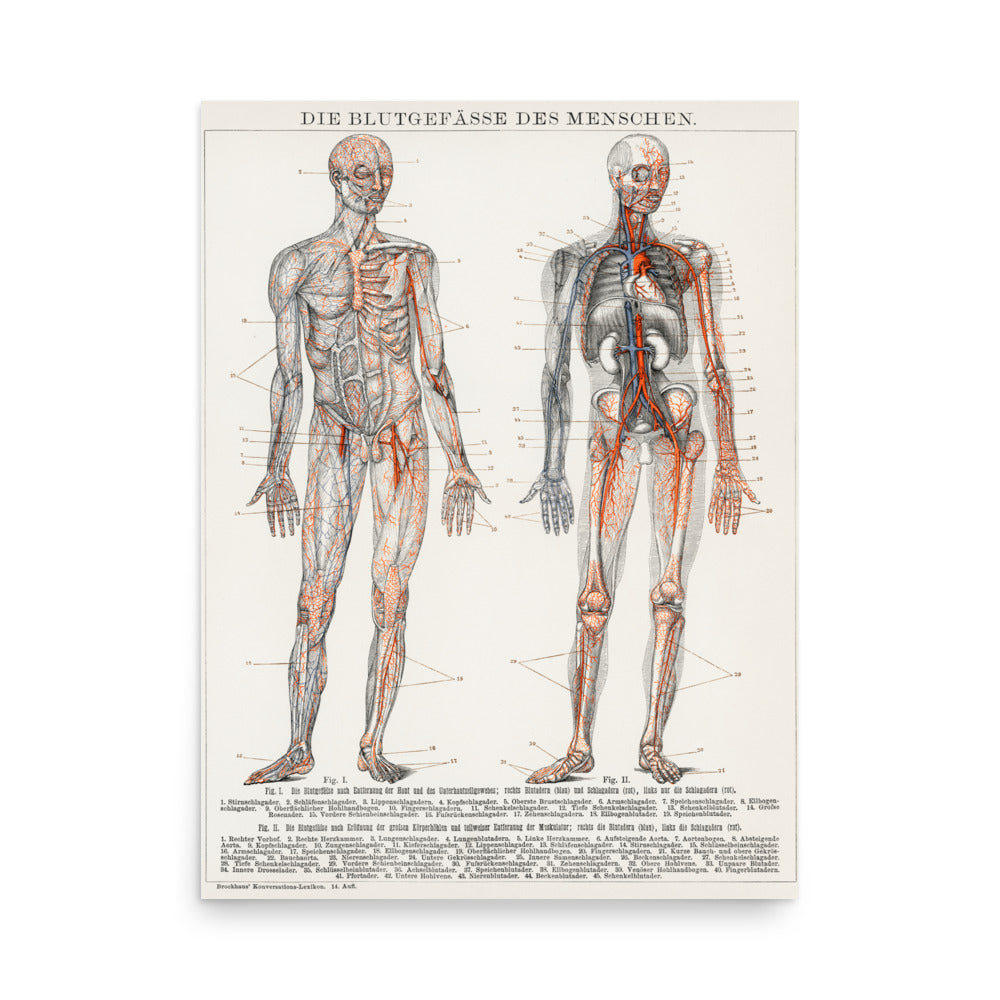 Antique lithograph of the human blood vessels - Premium Poster