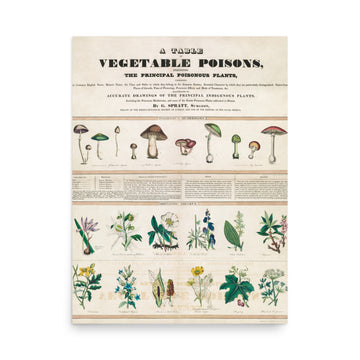 Poisonous mushrooms Chart - Premium Poster