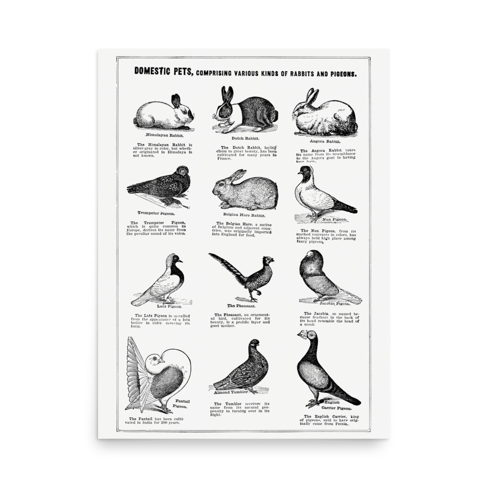 Domestic Pets- Premium Poster