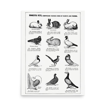 Domestic Pets- Premium Poster