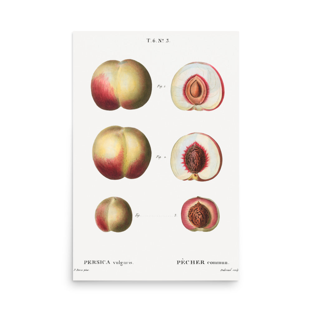 Persica by Pierre Joseph Redoute- Premium Poster