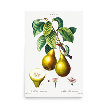 Pyrus communis by Pierre Joseph Redoute- Premium Poster