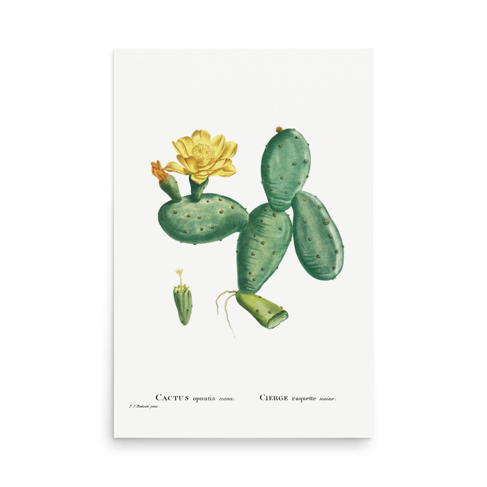 Cactus by Pierre Joseph Redoute- Premium Poster